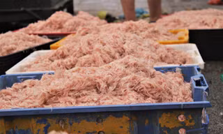Ngư dân Hà Tĩnh hốt 'lộc trời' đầu năm, kiếm tiền triệu sau vài giờ ra khơi
