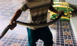 Ngư dân Nghệ An chèo thuyền bắt rắn hổ trâu 'khủng', nặng 3kg