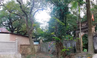 Hà Nội: Ngày mai chặt hạ “cây sưa trăm tỷ”