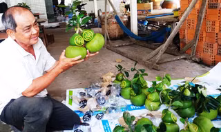 1,3 triệu đồng mỗi trái bưởi hồ lô in chữ thư pháp