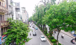 Hình ảnh hàng cây xà cừ hàng trăm tuổi tạo bóng mát trên đường Láng