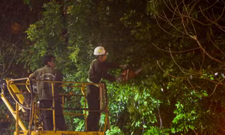 Xuyên đêm cắt tỉa hàng cây xà cừ trăm tuổi trên đường Láng