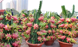 Thanh long cảnh 'đổ bộ' chợ Tết Thủ đô