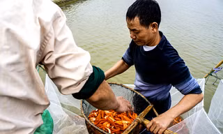 Với người dân miền Bắc, cá chép đỏ là vật không thể thiếu trong lễ cúng ông Công, ông Táo (ngày 23 tháng Chạp âm lịch). 