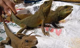 Kỳ tôm bị sập bẫy