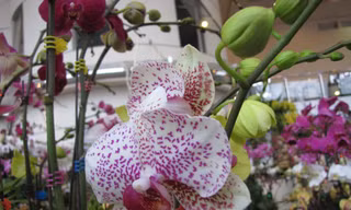 Muôn sắc hoa xuân đón Tết