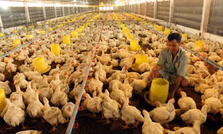 Chăn nuôi bên bờ vực phá sản