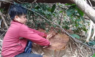 Nhiều cây gỗ táu rừng đặc dụng Tây Yên Tử thuộc địa bàn xã An Lạc (huyện Sơn Động) bị lâm tặc khai thác trái phép Ảnh: Nguyễn Thắng