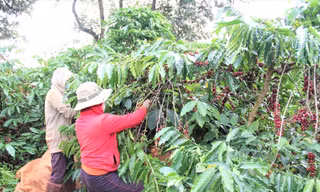 Nông dân Đắk Lắk đang thu hoạch cà phê