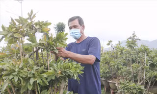 Người dân chăm sóc cây mai để chuẩn bị xuất bán cho vụ Tết Ảnh: Trương Định 