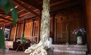 Một góc cây dó trầm “khủng” đã được chế tác làm cảnh để trong nhà