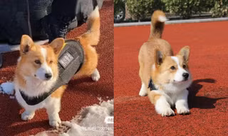 Chú chó Corgi gây bão mạng xứ Trung vì vẻ ngoài đáng yêu và năng khiếu độc lạ
