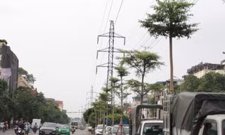 Cây xanh được trồng dưới lưới điện cao áp.