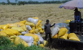 Tìm cách giảm phát thải lương thực ở vựa lúa Đồng bằng sông Cửu Long