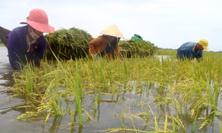 Bảo hiểm nông nghiệp