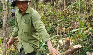 Vụ chặt nhiều cây rừng phòng hộ tại Huế: Từng bị lập biên bản vẫn ‘làm liều’?