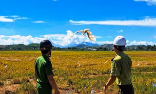 Lội đồng ‘phóng sinh’ chim mắc bẫy