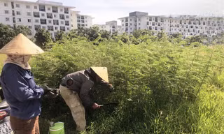 Loài sinh vật ngoại lai xâm lấn chóng mặt, gây hại cho người dân