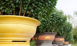 Hoa Tết xứ Huế vẫn ‘nằm vườn’ chờ người mua