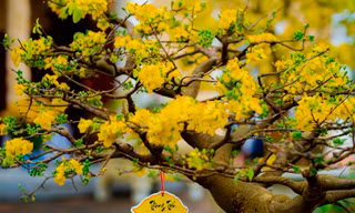 Tuyệt phẩm Hoàng mai Huế