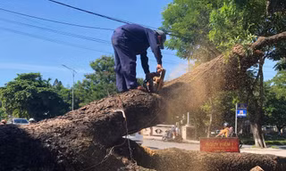 ‘Cụ' cây long não 100 tuổi trước gác Trịnh tại Huế bị cưa hạ