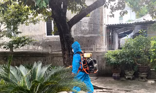 Huế: Ghi nhận 12 ca mắc liên cầu lợn trong gần hai tuần, một người tử vong
