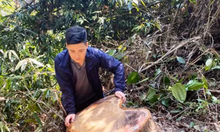 Phá rừng phòng hộ tại TT-Huế: Nhiều đối tượng liên quan khai gì với công an?