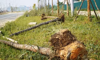 Cây xanh chết hàng loạt tại dự án đô thị xanh 'nghìn tỷ'