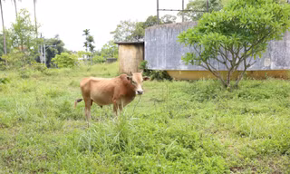 Lý do một nửa danh thắng cồn Dã Viên bỏ hoang, thành nơi chăn bò