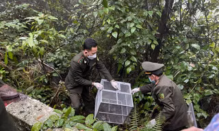 Thả cá thể kỳ đà vân quý hiếm về môi trường tự nhiên
