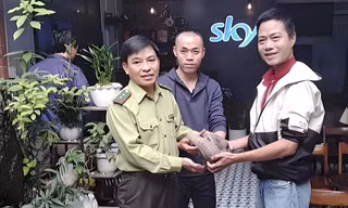 Giao nộp cá thể động vật hoang dã quý hiếm có hình thù lạ chạy lạc giữa phố