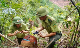 Phát hiện lâm tặc mở đường vận chuyển gỗ trong cánh rừng bị tàn phá ở Quảng Trị