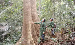 Bảo tồn loài gỗ trắc, giáng hương quý ở miền Tây Quảng Trị