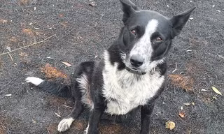Câu chuyện về cô chó dũng cảm, cứu hàng chục sinh mạng khỏi cháy rừng