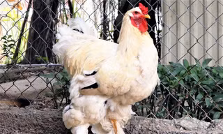 Gà quý tộc Anh gần 20 triệu mỗi cặp