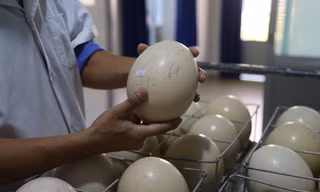 Cận cảnh nơi ấp nở đà điểu trong trại nuôi 250 ha tại Khánh Hòa