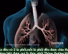 Virus corona gây viêm phổi khiến con người chết vì thiếu oxy như thế nào?