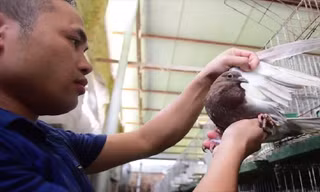 Bỏ nghề lập trình viên về làm ‘nông dân nuôi chim’ thu 3 tỷ đồng/năm