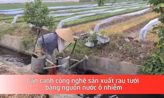 Cận cảnh công nghệ sản xuất rau tưới bằng nguồn nước ô nhiễm