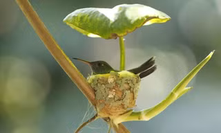Chim ruồi xây tổ có mái che mưa
