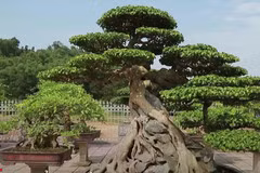 Cây sanh hơn trăm tuổi, dáng phượng xuống núi giá triệu đô