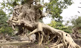 Cây sanh dáng 'ngựa Thánh Gióng'