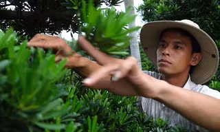 50.000 cây vạn niên tùng phục vụ Tết