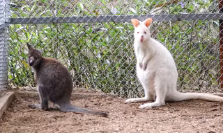 'Kangaroo mini' 80 triệu đồng