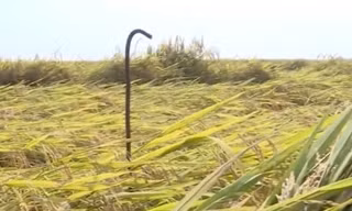 Phẫn nộ hành động đặt bãi chông trên đồng lúa