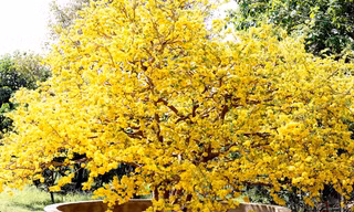 Cây mai 5 thân rực sắc vàng