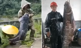 Xác cá trắm đen nặng 73 kg