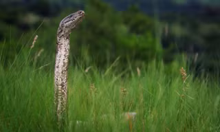 Trăn đá mang thai siết chết thỏ