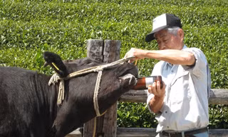 Tại sao bò Wagyu có giá tới 400.000 USD?