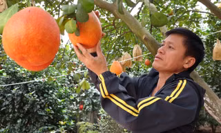 Kiếm trăm triệu từ bưởi đỏ bán Tết